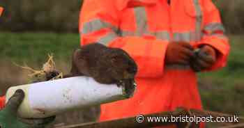 Water voles settle into new home at one of UK’s newest wildlife wetlands