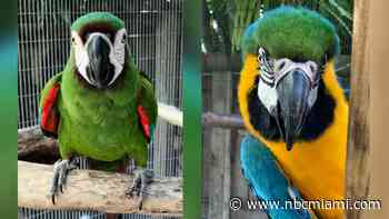 ‘Hope they're in good hands': Family offers $5,000 reward for safe return of pet parrots stolen from Kendall home