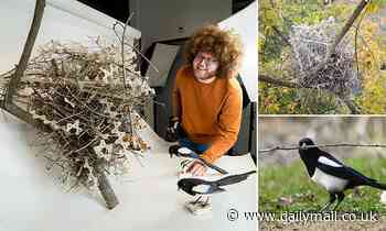 Crows and magpies are using anti-bird spikes to build their nests, study finds 