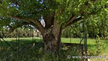 Giganti verdi: Roma è a caccia degli “alberi monumentali”