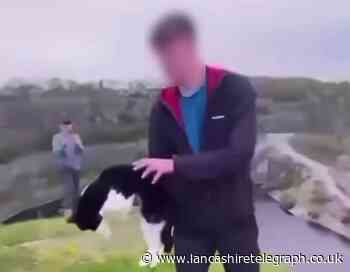 Investigation under way after cat thrown from cliff in video