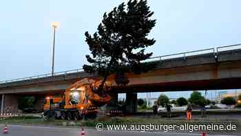 Wenn in Ulm große Bäume auf Reisen gehen