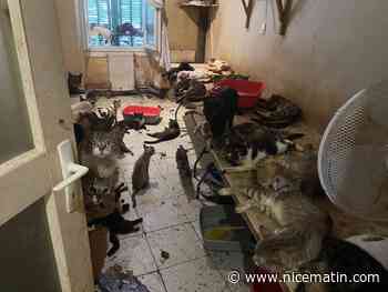 "C’est l’enfer ici": une centaine de chats dénutris, des chiots et des cadavres d’animaux retrouvés dans un appartement du centre de Nice