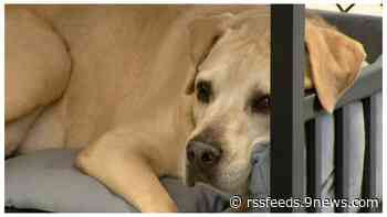 Senior dogs find shelter at a new sanctuary