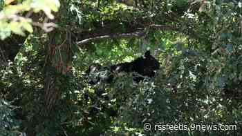 Bear wanders onto CU Boulder campus, climbs a tree
