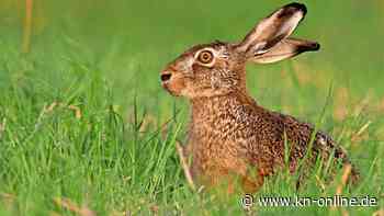 Fall von Wilderei in Altenhof? : Hase mit einem Pfeil angeschossen