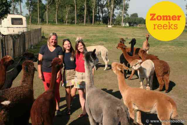 ZOMERREEKS. Gasten van zorgboerderij en jeugdverblijf delen terrein met kudde alpaca’s: “Zo aaibaar, het zijn echte schatjes”