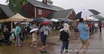 Images: Cherries brighten a rainy morning at the Glenview Farmers Market