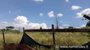 Valle Fiorita, l'erba alta quasi due metri spaventa i residenti