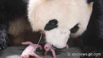 Giant panda gives birth to squirming, squealing healthy twin girls at South Korean theme park