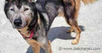 Woman now charged with felonies in animal neglect case, as dog dies