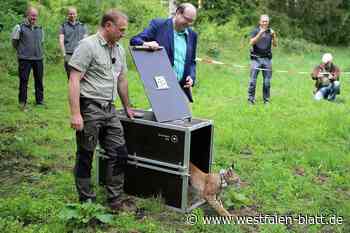 Bei Höxter: Erstmals Luchs im Solling ausgesetzt