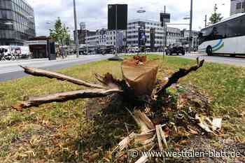 Stadt Bielefeld ersetzt Jahnplatz-Bäume