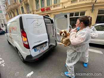Centaines de chats et chiens retrouvés dans un appartement de Nice: le bilan beaucoup plus lourd que prévu, les assos appellent aux dons