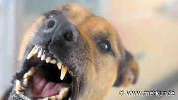 Auch Mischling gilt als Kampfhund: Eittinger Gemeinderat überarbeitet Hundesteuersatzung