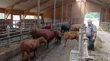 Immer schön kuhl bleiben: Experten erklären, was Rindern an heißen Tagen gut tut