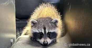 Baby raccoon an unsuspecting passenger in drunk driving incident: Huntsville OPP