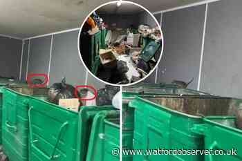 'Rat infestation' filmed at Kings Langley bin store