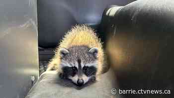 Ontario police arrest suspected impaired driver with baby raccoon in car