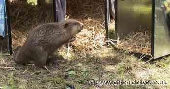 Beavers re-introduced to Northumberland for first time in 400 years