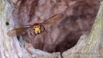 Viele Hornissen im Insektensommer 2023 – hektische Bewegungen machen die Tiere nervös