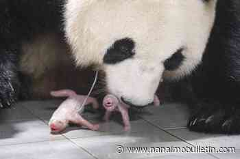 Giant panda welcomes twin girls at South Korean theme park