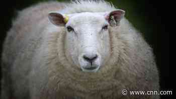 The Internet of Sheep: eat grass, send data