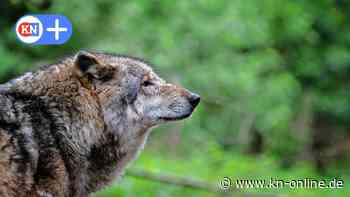 Sehnde: Wolf-Kadaver am Mittellandkanal entdeckt - zerteilt und verpackt