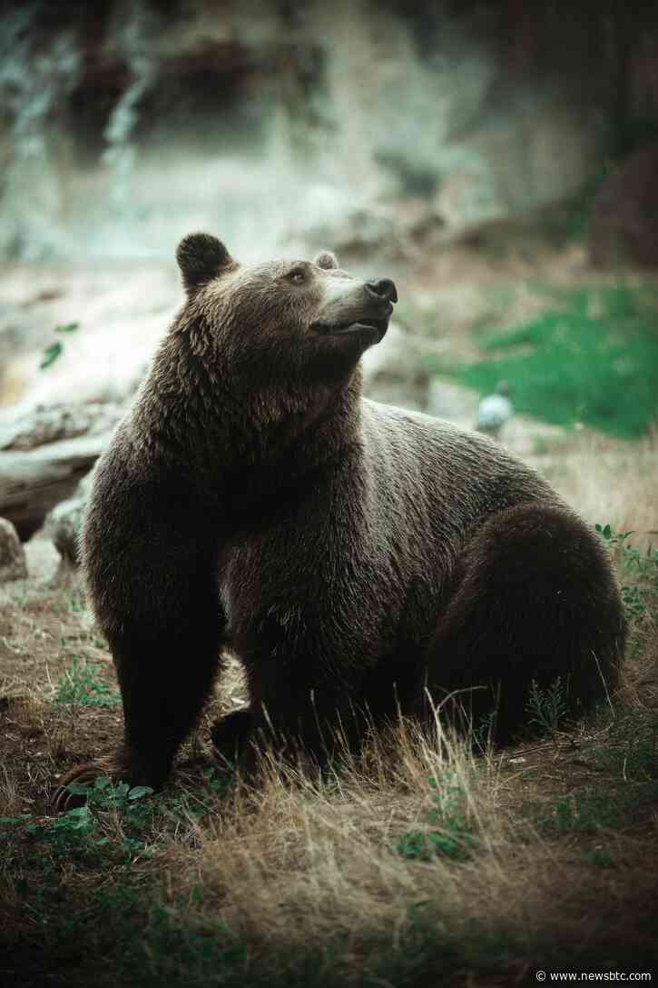 Chainlink Price Stalls At Key Support Level, Have The Bears Taken Over?