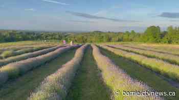 County of Simcoe's agritourism toolkit guides farmers into becoming successful entrepreneurs