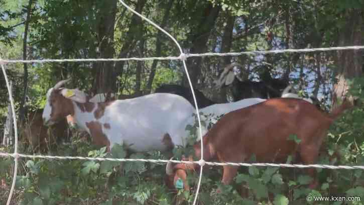Goats brought in to help clean up near Lady Bird Lake