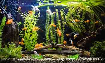 Having a fish tank as bad for environment as driving, study finds