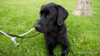 Lady and her puppies go on an adventure after pet rescues work together to get them care they need