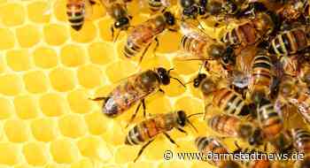 Faszination Honigbiene: Der BUND lädt ein zum Besuch beim Imker
