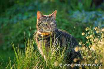 How to stop cats from pooing in your garden with 74p hack