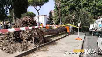 VIDEO | Paura a piazza Venezia: albero crolla a due passi dal Campidoglio