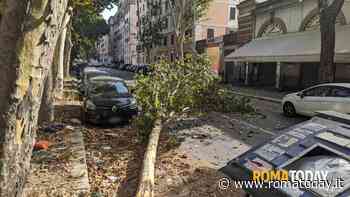 Chiusa la via Ostiense: ramo si spezza e cade in strada. E nella notte un'auto ha abbattuto un lampione