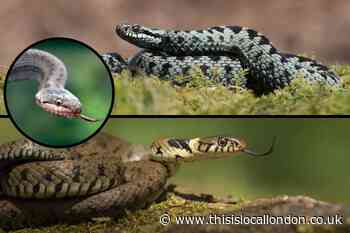 Adder, grass snake or smooth snake - how to tell them apart