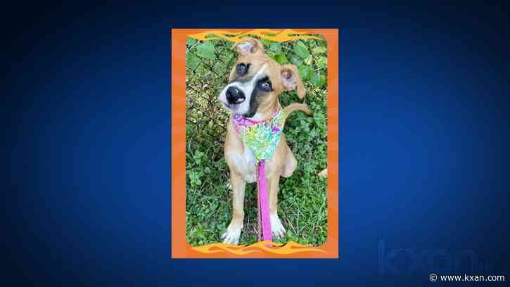 Austin Pets Alive! to host Puppy 300 race Thursday