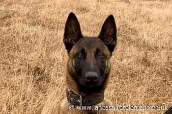 Police dog helps after stolen motorbike ridden around Lancaster park