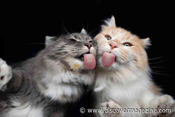 Why Does My Cat Lick or Bite Me So Much With That Sand-Paper Tongue?