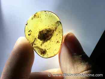 99-Million-Year-Old Baby Bird Feathers Discovered From a Long-Extinct Species