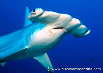 Creatures From Below: How These 4 Deep Sea Sharks Lurk in the Ocean