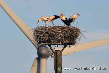 Die Störche sind los: Vierlinge verlassen zum ersten Mal ihr Nest