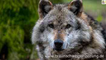 Sehnde: Wolfskadaver nahe dem Mittellandkanal im Müll entsorgt