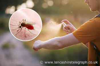 How to keep mosquitoes away with these 5 natural remedies