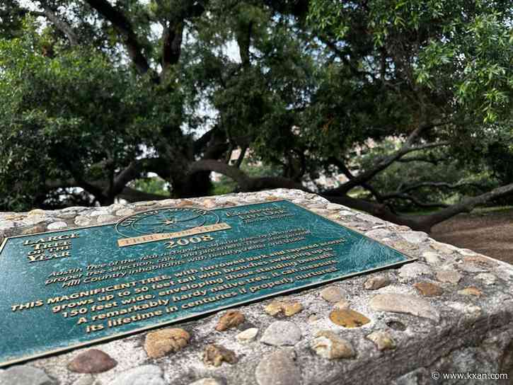 Austin's Tree of the Year Awards return