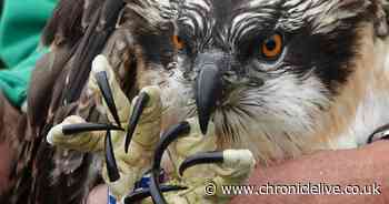 Young osprey snatched from nest in Northumberland by rival bird