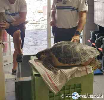 Une tortue caouanne en détresse de 23kg repêchée au large de Sainte-Maxime