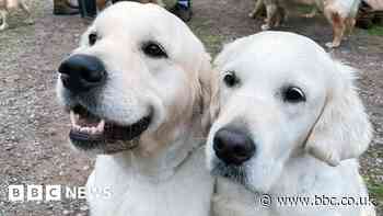 Hundreds of golden retrievers gather at their ancestral home